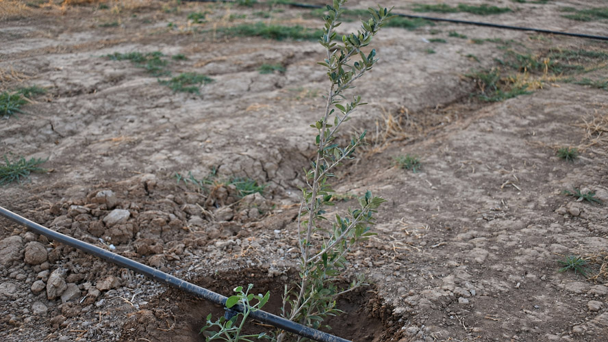 Orbit Global irrigation project