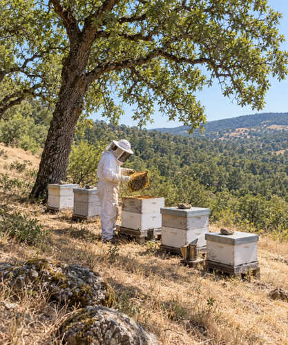 Orbit Global honey project