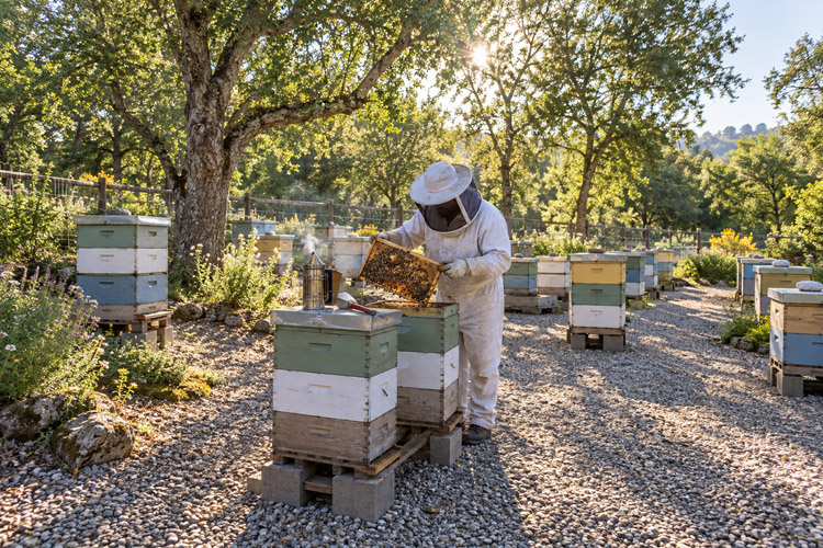 Orbit Global honey project