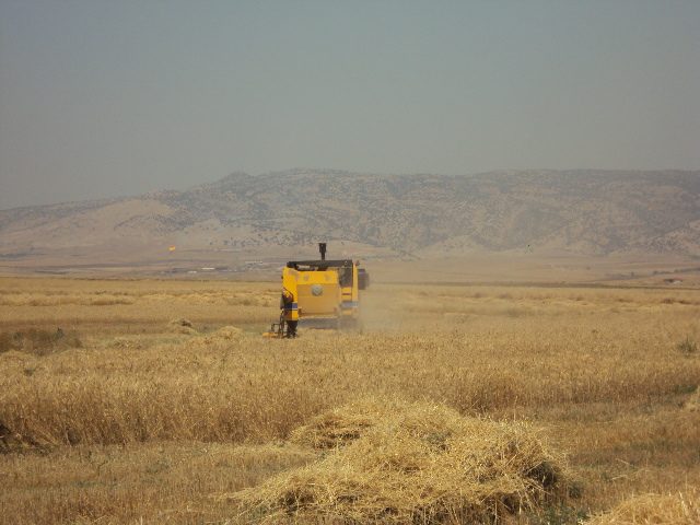 Orbit Global wheat project