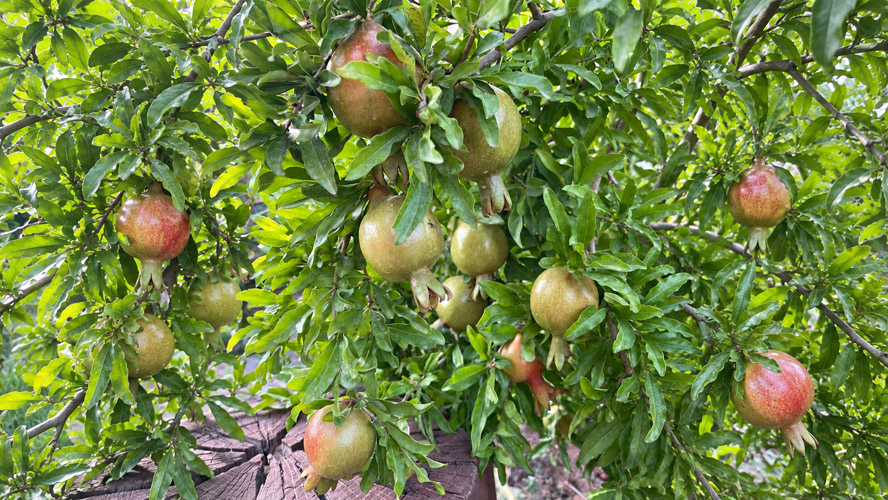 Orbit Global horticulture project