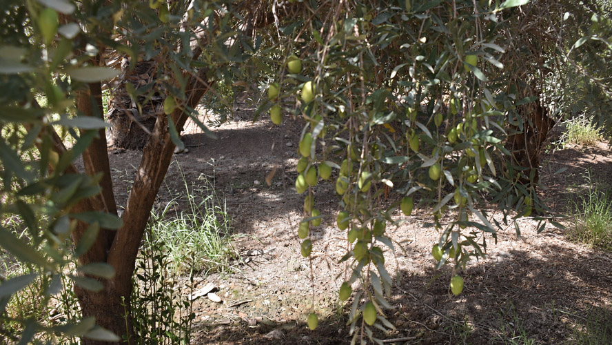 Orbit Global horticulture project