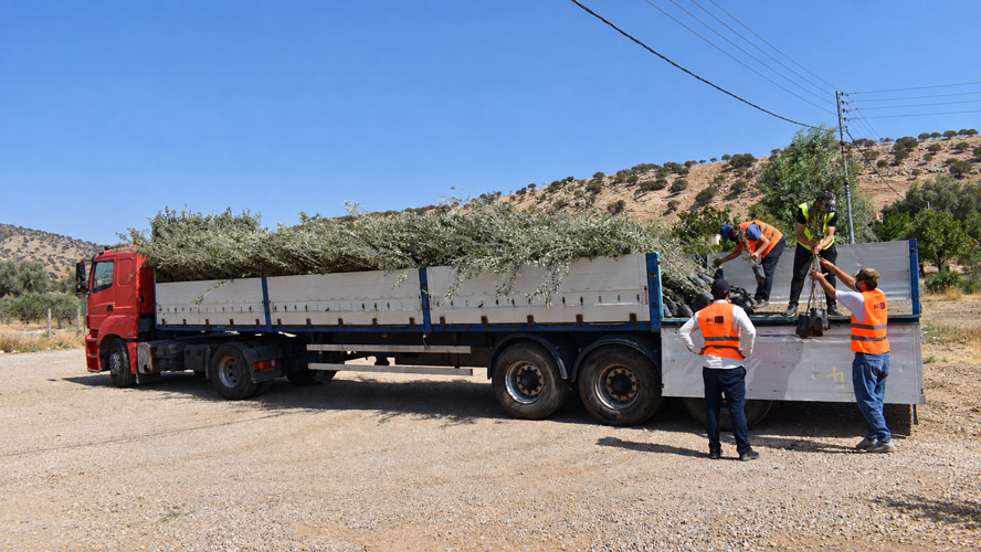 Orbit Global olive project