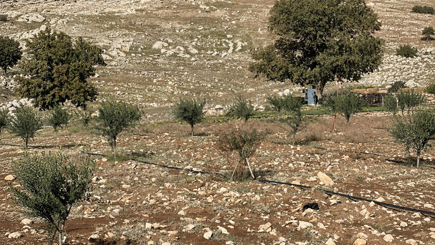 Orbit Global olive project