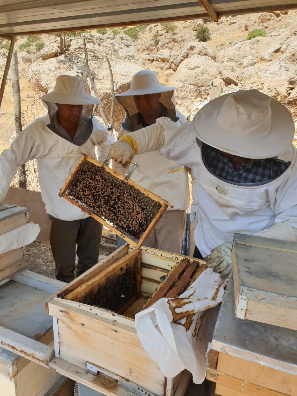 Honey Apiaries Improvement Program