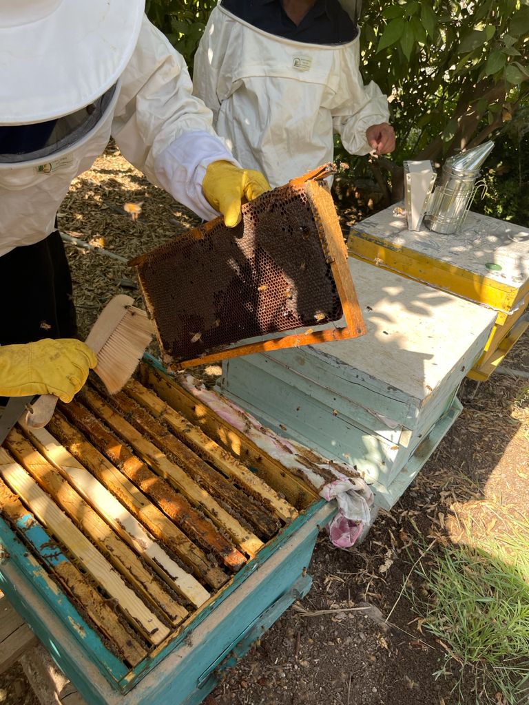 Honey Apiaries Improvement Program