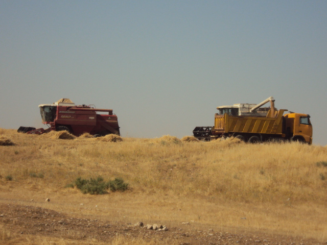 Wheat Improvement Program - Image 2