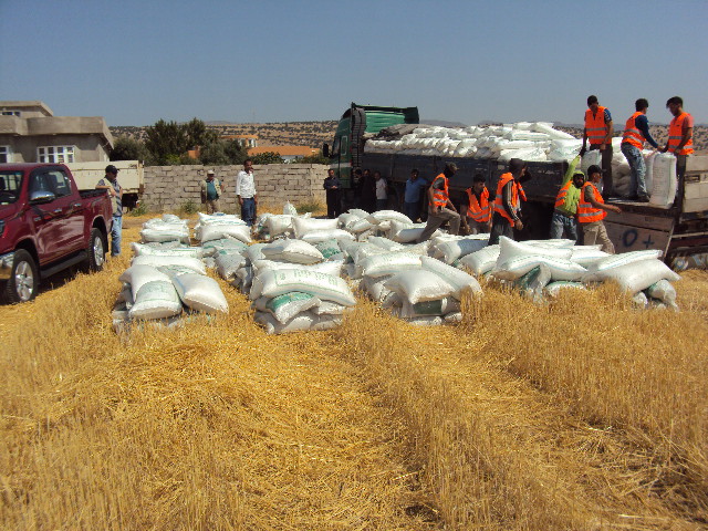 Wheat Improvement Program - Image 4